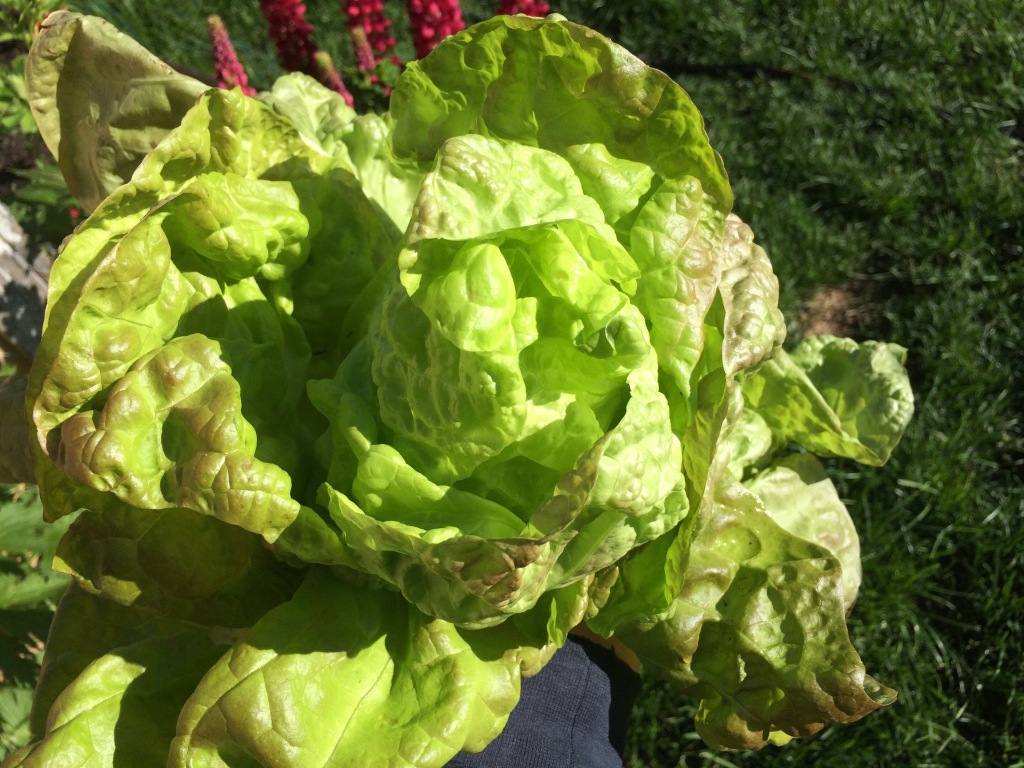 What I learned in 2015 (Gardening)