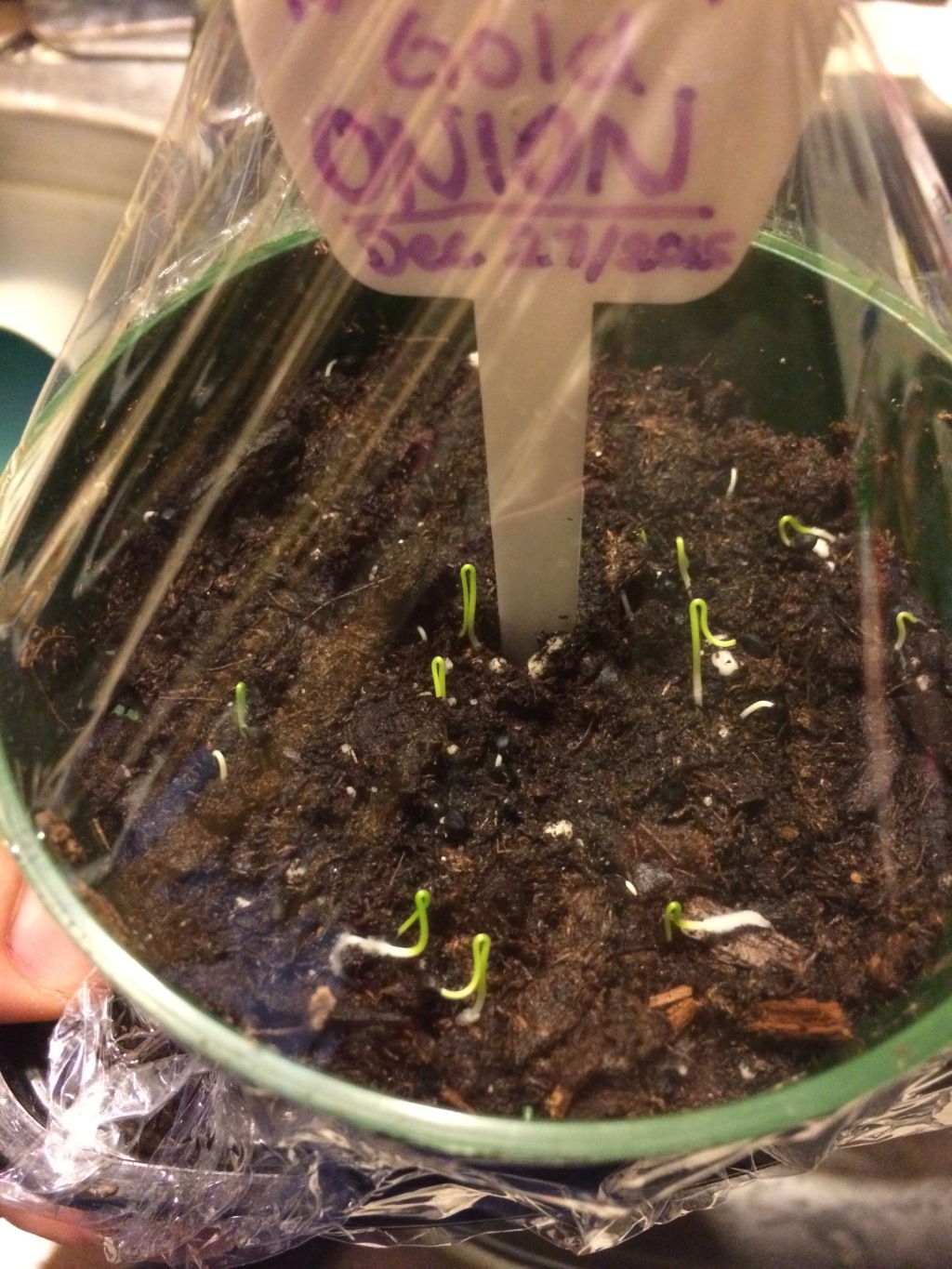 New Year, New Growth! (Onion Edition)