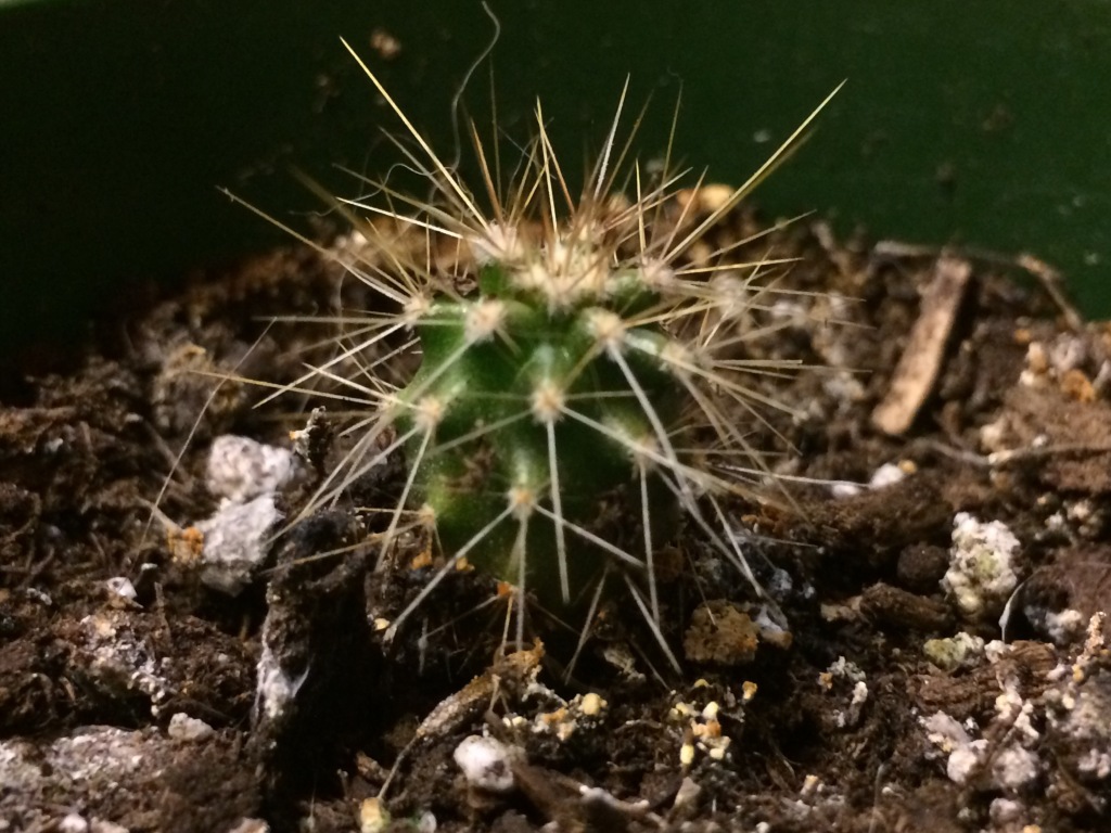 1 Year In – Update on my Cactus Experiment